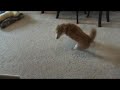 Spinning Shiba Inu