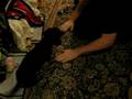 videos de Petey the Wonder Weeny!