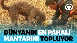 Dünyanın en pahalı mantarını topluyor