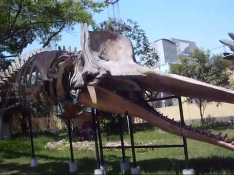 Estas son algunas muestras que puedes encontrar en el Museo de Historia Natural de Lima
