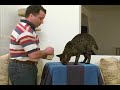 Trimming your Cat\