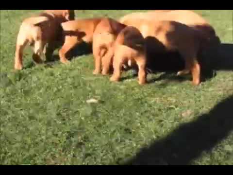 See video