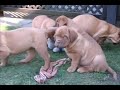 Dogue de Bordeaux Puppies