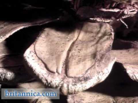 how to replant a small pine tree