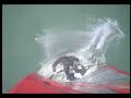 Windsurfer