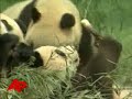 eight-pandas-arrive-in-beijing-for-olympics.html