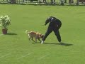 Malinois trials Malinois trials