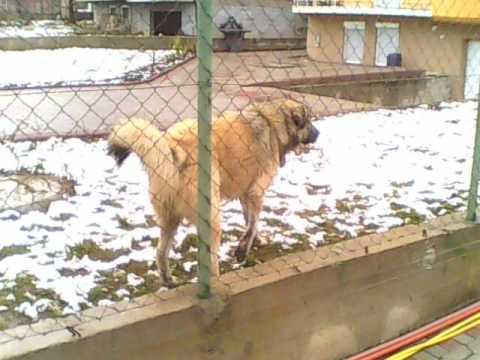 Qent+e+sharrit+ne+gara