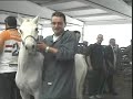 cavallomania tv p 54 figli di un dio minore