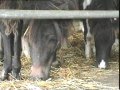 videos de cavallomania tv p 54 figli di un dio minore