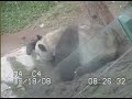 one year old panda cub zhen zhen plays with mum and they are both covered in dirt