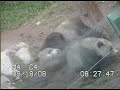 one year old panda cub zhen zhen plays with mum and they are both covered in dirt