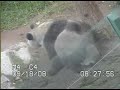 one year old panda cub zhen zhen plays with mum and they are both covered in dirt