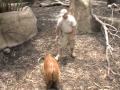 AAZK Red River Hogs