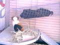 Cavy Tunnel