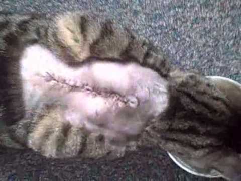 How To Drain Cyst On Cat With Pictures Videos Answermeup