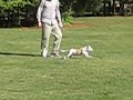 Recall training with Sputnik and Maya