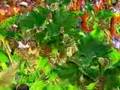 DESFILE COMPLETO MANCHA VERDE 2008 PARTE 4/7