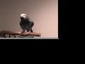 Kunta the talking african grey Kunta the talking african grey