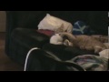 kitten wrestling