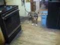 Pit Bull Sanitation Engineer