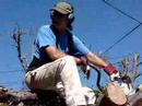 los hermanos martin cortando el arbol roble #1 of 4 los hermanos martin cortando el arbol roble #1 of 4