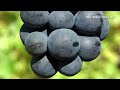RIOJA ALAVESA - Álava