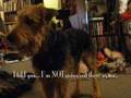Airedale Terrier video