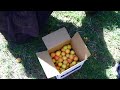 Malia and The Apricot Stealer