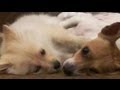 title="DOGGIES