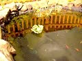 Adding new koi to my pond