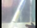 videos de nido hm orange