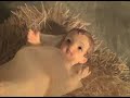 True meaning of Christmas - The LORD JESUS-CHRIST
