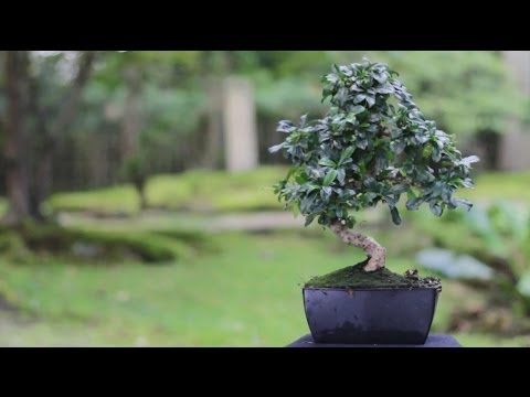 how to care of a bonsai tree