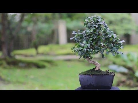 how to bonsai tree care