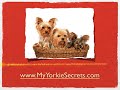 Miniature Yorkshire Terrier Getting The Perfect Toy Yorkie