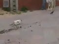 Gato se rinde al no poder atrapar paloma