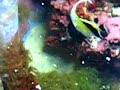 Moorish Idol Eating