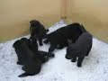 Groenendael puppies, 3 weeks