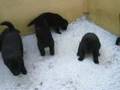 Groenendael puppies, 3 weeks
