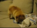 Violet the Pomeranian loves Empty Waterbottles