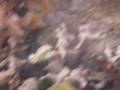 videos de Snorkel at Akumal Bay Mexico