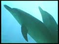 Susan Sarandon Public Announcement:Save Taiji Dolphins