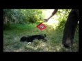 BANG! I Shot The Portuguese Water Dog