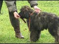 Puppy Test