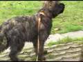 Puppy-Test