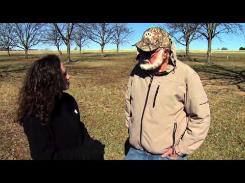 how to fertilize a cedar hedge