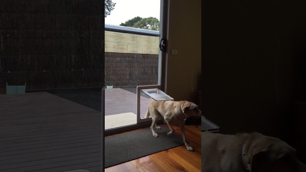 Large Dog Door In Glass Sliding Glass Dog Door Aussie Pet Doors
