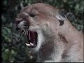 Bear vs Puma Bear vs Puma
