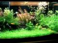 Aguario plantado  setup 80x40x35 .Filtro Whipser 60Iluminação 4 lâmpadas compactas de 45wths 